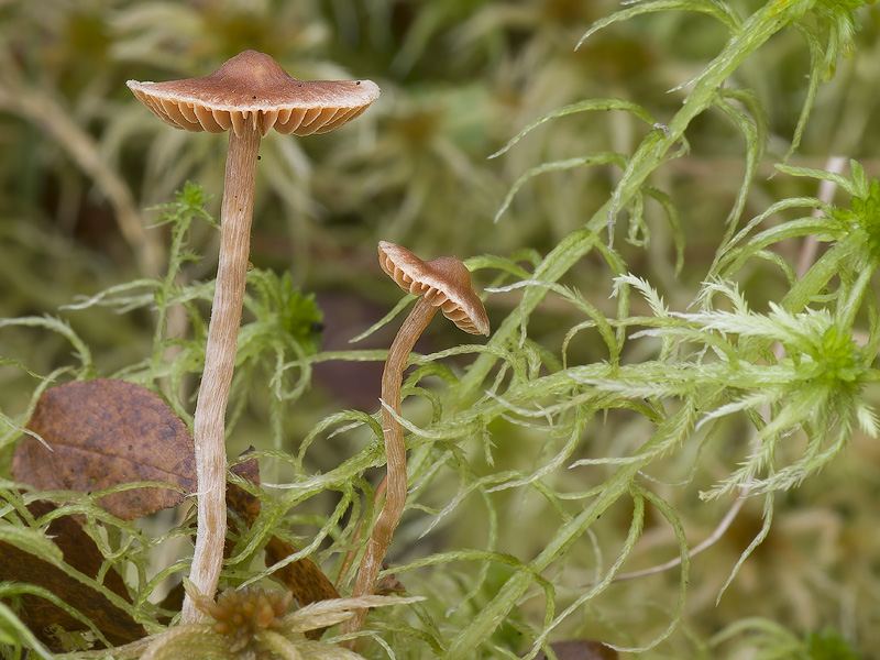 Cortinarius acutus